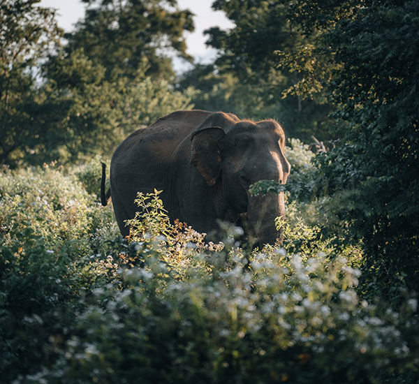 Wildlife Tour